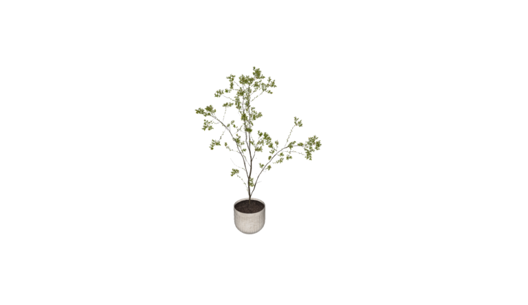 Decoration - Plant 011